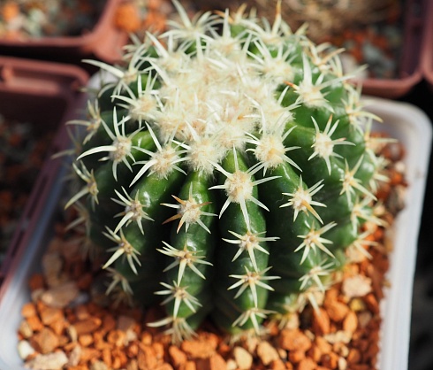 Echinocactus brevispina, 10-10.5 см