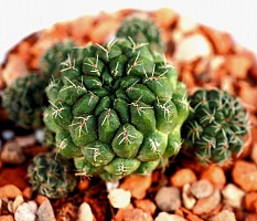 Sulcorebutia Canigueralii, 1 см