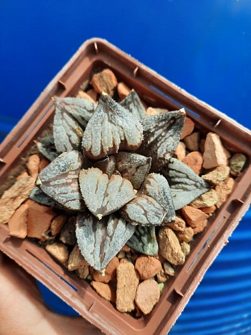 Haworthia cultivar 4, 6-7 см