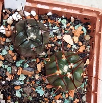 Gymnocalycium bozsingianum GN 1075/3935, 3-3,5 см сеянец