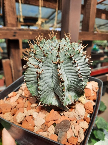 Euphorbia Horrida 'Alba' 8-9см 