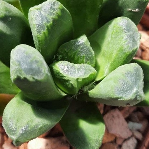 Хавортия трунката Лайм Грин x  маугхани (Haworthia truncata Lime Green х maughanii), 5-6 см