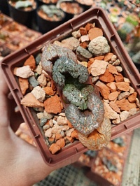 Haworthia Truncata 'Black warrior' 