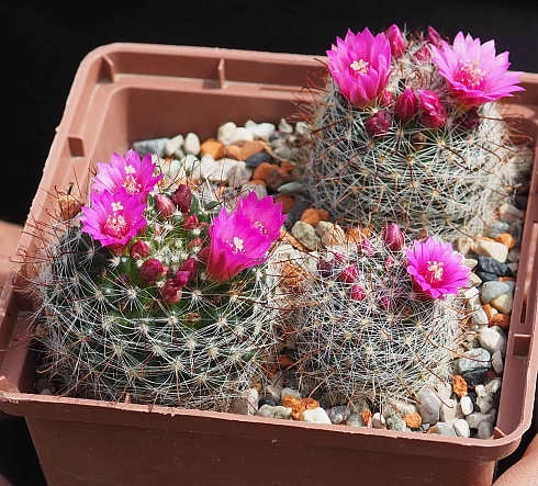 Mammillaria zeilmanniana, 4-5 см