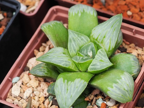 Хавортия гибрид AS-H-26 (Haworthia hybrid AS-H-26), 4-6 см