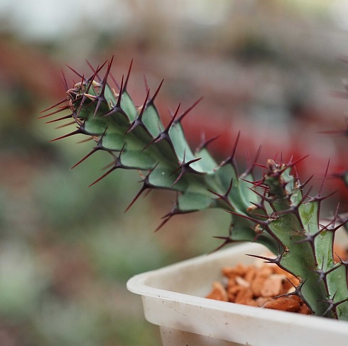 Эуфорбия гринвэй (euphorbia greenwayi), 4-5 см черенок н/у