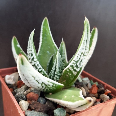 Хавортия пумила Эмперор (Haworthia pumila Emperor), 4-6 см