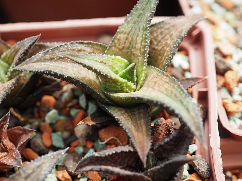 Хавортия тесселата Рекурва (Haworthia tesselata cv. Recurva), 3-4 см