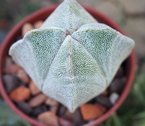 Astrophytum myriostigma quadricostatum, 5,5-6 см