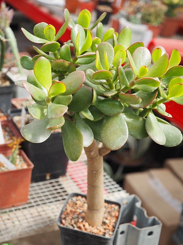 Крассула овата (Crassula ovata), 5-6 см черенок н/у