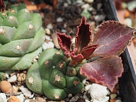 Монадениум ричи (Monadenium ritchiei), 2-3 см 