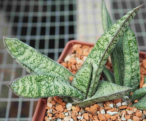 Гастерия Камина (Gasteria Kamina), 10-12 см