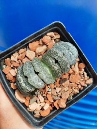 Haworthia Truncata 'Enchanting Stream', 8-10 см