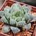 Хавортия купера Брайан Макин (Haworthia cooperi cv. Bryan Makin), 4-6 см