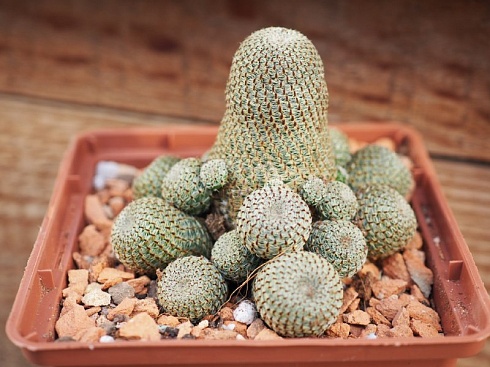 Aylostera heliosa/Rebutia heliosa, куст 6-6,5 см