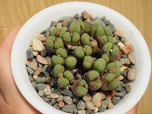 Conophytum mix, 4-6 см