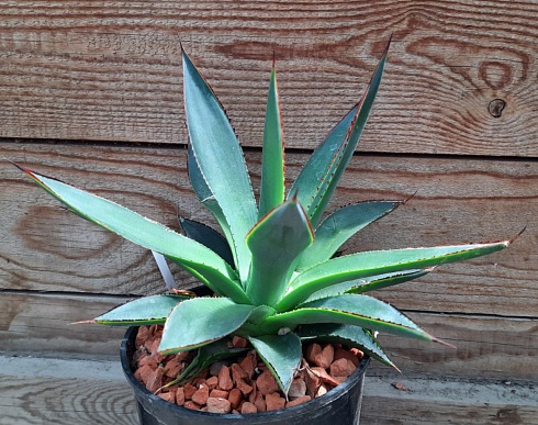 Agave 'Shaka Zulu' 17-18 см  