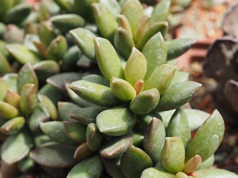 Адромисхус шулдианус Джуттэй (Adromischus schuldtianus subsp. Juttae), 4-6 см куст