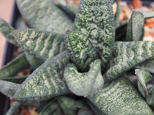 Гастерия батесиана (Gasteria batesiana), 8-10 см