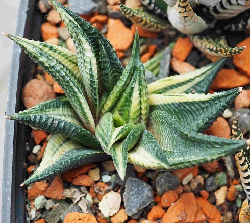 Хавортия лимифолия вариегата (Haworthia limifolia variegata), 6-8 см