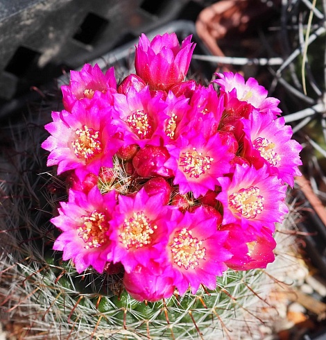 Mammillaria zeilmanniana, 4-5 см