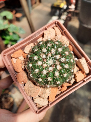 Notocactus uebelmannianus 4-5 см 