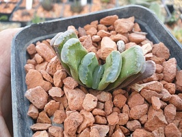 Хавортия гибрид трунката х трунката Лайм Грин (Haworthia hybrid truncata x truncata Lime Green), 4-5 см