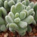 Седум хинтони (Sedum hintoni), 3-4 см черенок н/у