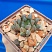 Haworthia Yamada Black variegated, 4,5-5 см