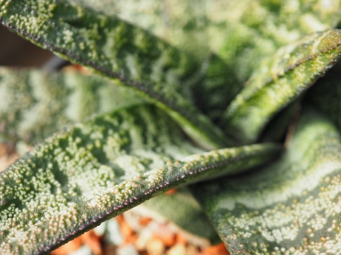 Гастерия батесиана (Gasteria batesiana), 8-10 см