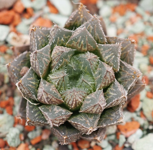 Хавортия обтуса Мирор Бол (Haworthia obtusa Mirror Ball), 4-5 см