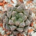 Хавортия обтуса Мирор Бол (Haworthia obtusa Mirror Ball), 4-5 см