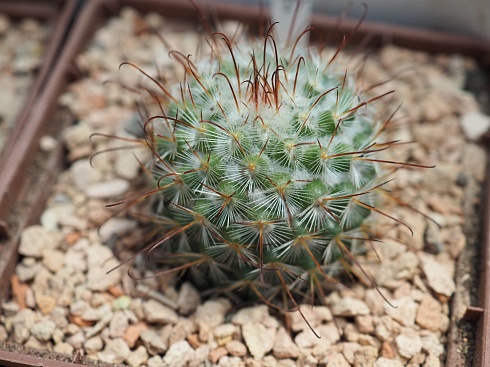 Mammillaria bombycina, 4-6 см