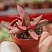 Крассула субакаулис (Crassula subacaulis subsp. erosula), 4-6 см, черенок н/у