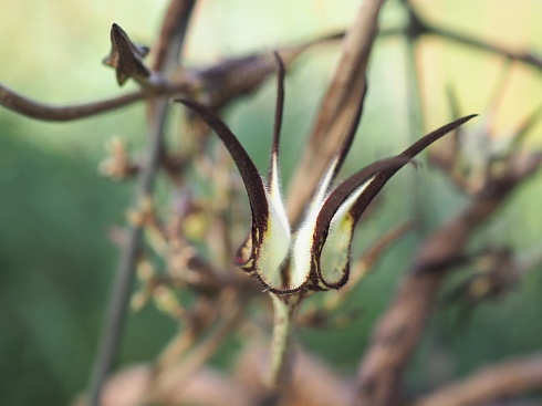 Церопегия стапелиевидная (Ceropegia stapeliiformis), черенок н/у 30см