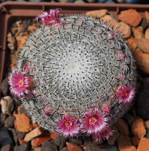 Mammillaria pseudoperbella, 5-6 см