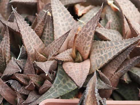 Хавортия тесселата (Haworthia tesselata), 4-6 см