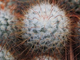 Mammillaria bombycina, 4-6 см