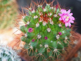 Mammillaria magnimamma, 4-6 см