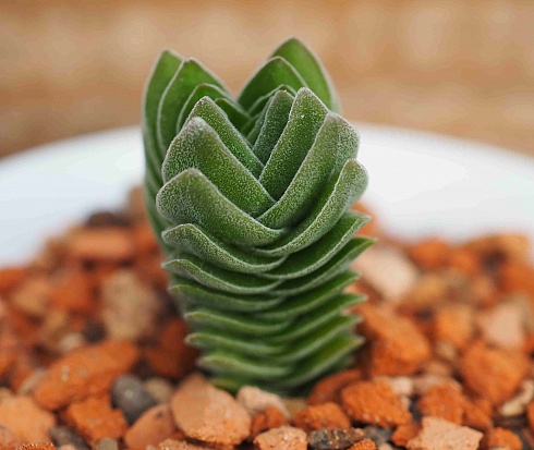 Крассула Храм Будды (Crassula cv. Buddha’s Temple), 4-5 см