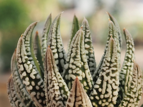 Хавортия пумила Эмперор (Haworthia pumila Emperor), 4-6 см