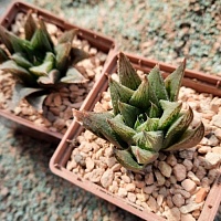 Хавортия гибрид AS-H-24 (Haworthia hybrid AS-H-24), 4-6 см