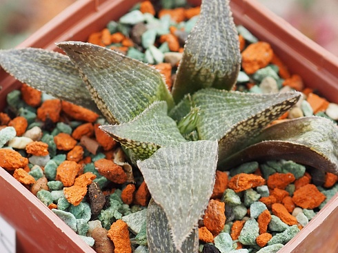 Хавортия эстерхезени GM 320 (Haworthia esterhuizenii GM 320), 6-7 см 