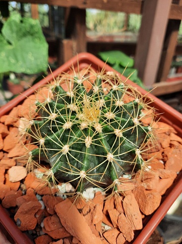 Ferocactus schwarzii, 8-10 см 