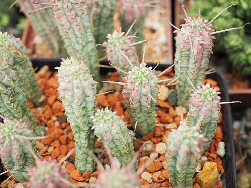 Эуфорбия маммиллярис вариегата (Euphorbia mammillaris variegata), черенок н/у