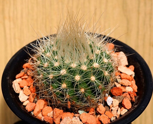 Parodia Penicillata Alba, 4,5-5 см