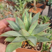 Агава Бернт Бургунди (Agave Burnt Burgundy), 10-13 см