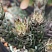 Хавортия Рейнвардта (Haworthia rеinwаrdtii),4-6 см