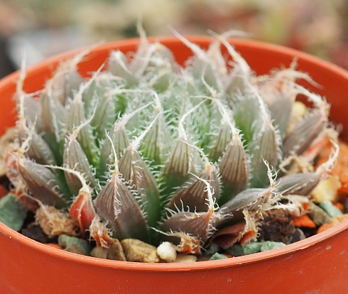 Хавортия болюса блекбердиана (Haworthia bolusii v.blackbeardiana), 6-8 см