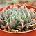 Хавортия болюса блекбердиана (Haworthia bolusii v.blackbeardiana), 6-8 см